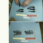 Comparison of GroFish treated and non-treated Catfish