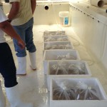 GroFish Treatment on Shrimp at 100,000 per bag