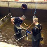 Measuring, weighing and tagging Salmon in Sweden
