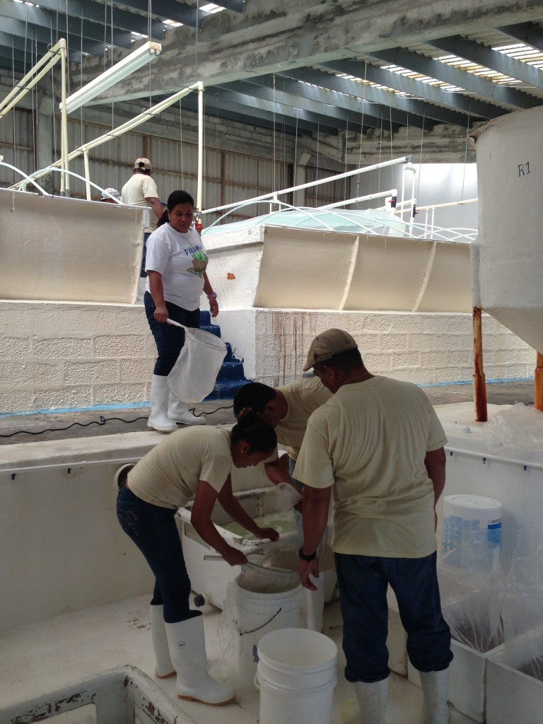 Moving shrimp from hatchery tanks for treatment